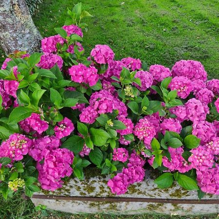 La Fraise Panzió Chaumont-sur-Tharonne Kültér fotó